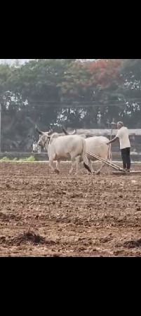 ગોઢલા વેચવાના છે
