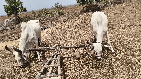 ખરીદવા નું છે