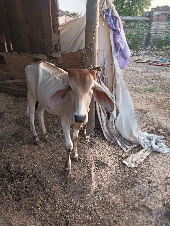 વાંસલડી વેચવા ની છે વઢયારી છે