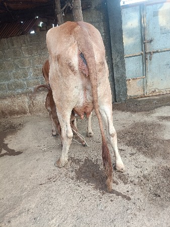 ગાય વેચવાની છે