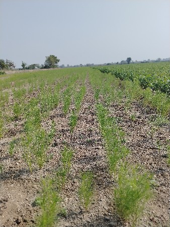 જમીન