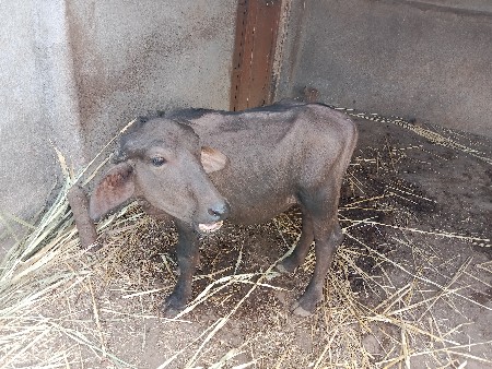પાડી‌ આપવાની છે