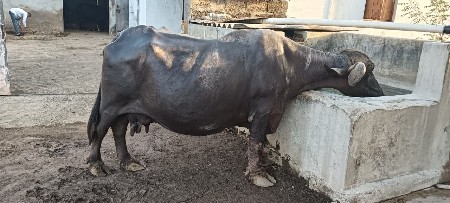 ભેંસ વેસવાની છે