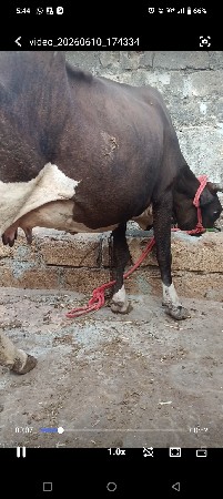 ગાય વેચવાની છે