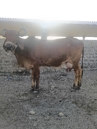 4 વેતર સાવ સોજી