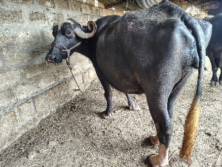 વેચવાની છે