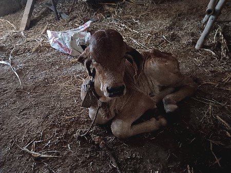 ત્રણ દિવસ થયા છે વ્યાણી છે