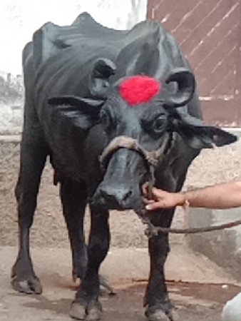ભેંસ વેચવાનું છે