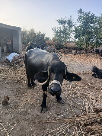 ભેંસ