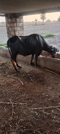 2.ભેસ.ખડેલા