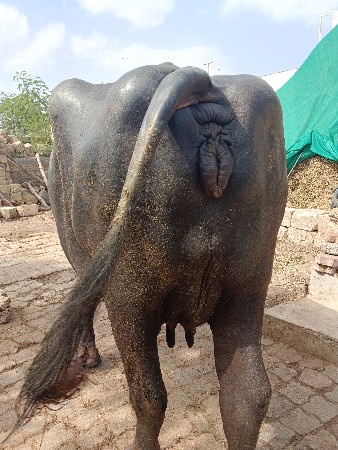 ભેંસ વેચવાની છે