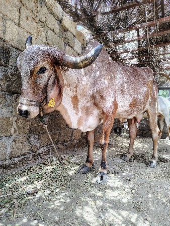 ગીર ગાય