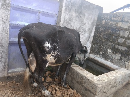 ચાર એચએફ ગાય વેચવાની છે