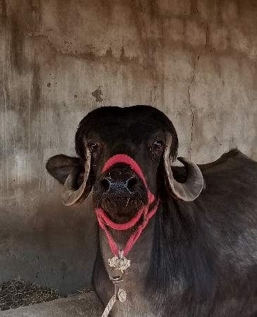બે દિવસ ની વ્યનાલ ભેસ દેવાની