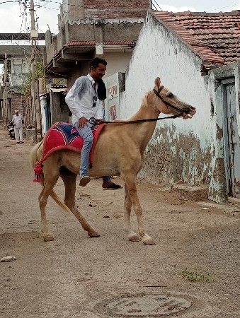 ધોડી વેચવા ની છે