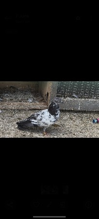 કબૂતર વેચવાના છે