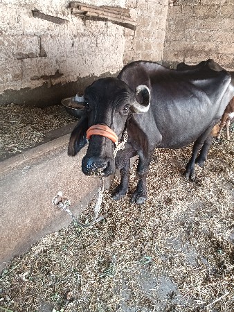 ભેંસ વેચવાની છે