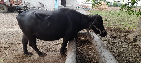 વેચવાની છે