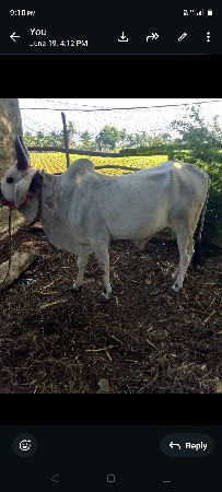 ગોઢલો વેચવાનો છે