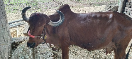 ગીર ગાય વેચવાની છે