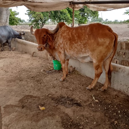 gai vechvani chhe