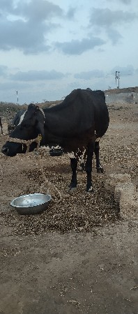 ગાય વેચવાની છે