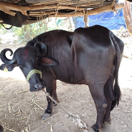પેલં વેતર