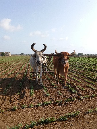 વેચવાના છે