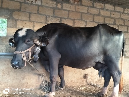 ભૈસ વેશવાનિ છે