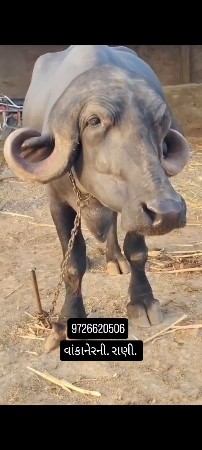 પેલૂવેતર. 8મહીનાગાભ