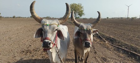 pura
