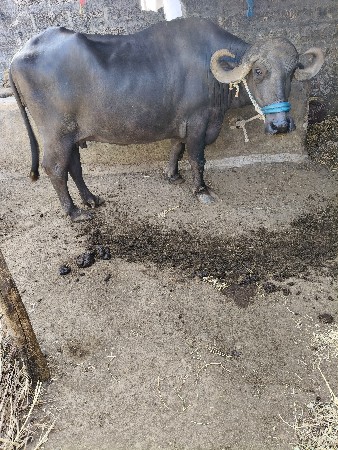 ભેંશ