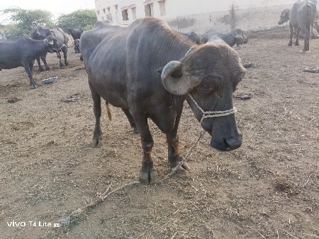 ભેસો વેચવાની છે