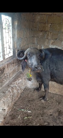 આ ભેંસ વેચવાની છે