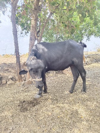 ભેસ વેચવા ની છે 2 વર્ષ ની છે