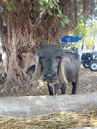 ખિરી ખડેલિ