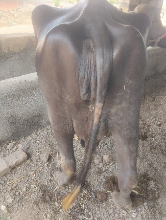 ભેસ સારિ દસ બાર દિવસની કાચી
