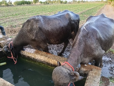 ભેંસ
