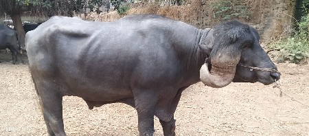 પાડો વેચવાનો છે