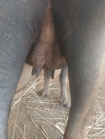 ભેંસ..વેચવાની છે