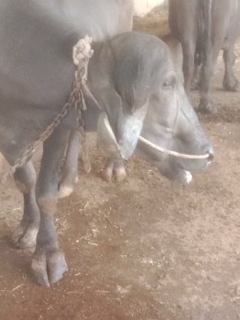 ખડેલું વેચવાનું છે
