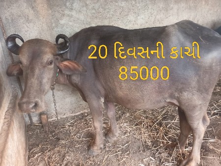 બે ખડેલી વેચવાની છે