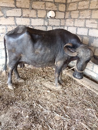 વેચવાની છે