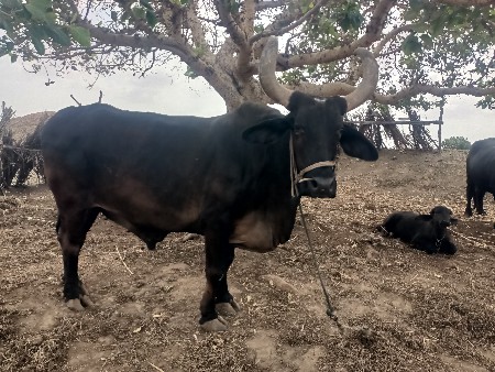 બળદ