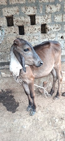 વાછરડી વેચવાની છે