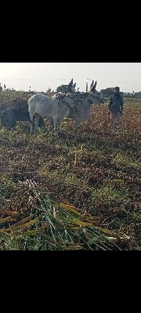 ગોઢલા વેચવાના છે