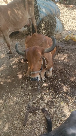 આ ગાય માતા દેવાનાં છે ૬મહીનો બ