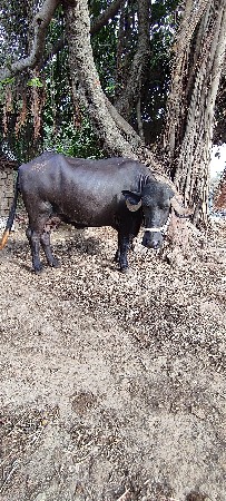 ભેસવેસવાનીસે