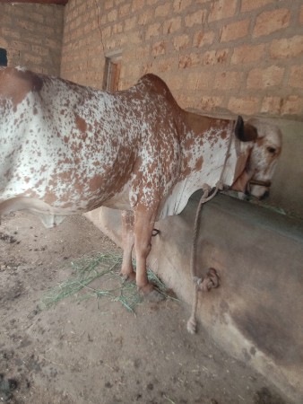 7 મો મહીનો ઘાભણ છે