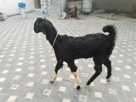 2 bakri devaniche